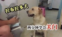 狗交配高清视频,高清交配视频揭秘