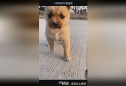 可爱小狗视频,小狗视频里的欢乐时光
